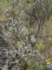 Pentzia dentata