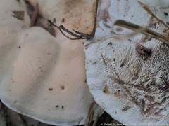 Hydnellum suaveolens