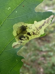 Cameraria quercivorella