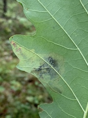 Cameraria quercivorella