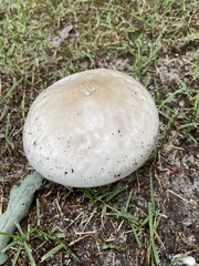 Agaricus