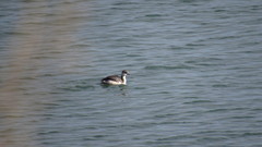 Podiceps auritus