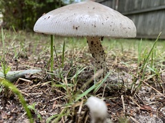 Agaricus