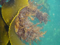 Carpoblepharis flaccida