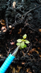 Coprosma foetidissima