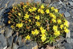 Launaea cervicornis