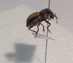 Naupactus verecundus