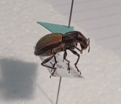 Naupactus verecundus