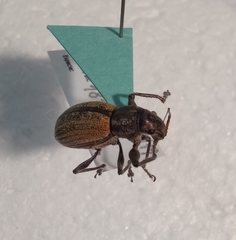 Naupactus verecundus