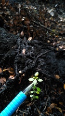 Coprosma foetidissima