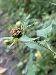 Calligrapha bidenticola