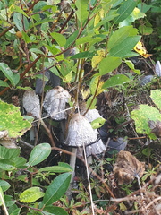 Coprinus comatus