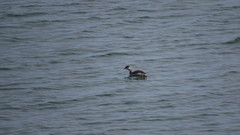 Podiceps auritus