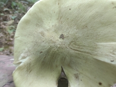 Tricholoma palustre