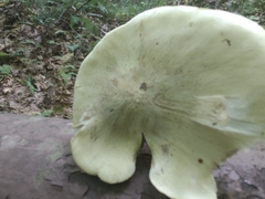 Tricholoma palustre