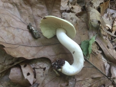 Tricholoma palustre