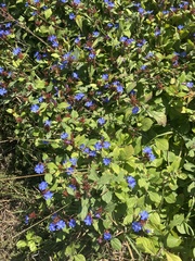 Ceratostigma