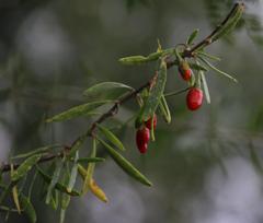 Lycium oxycarpum