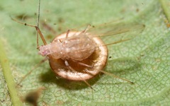 Dyscritulus