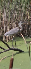 Ardea herodias