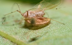 Dyscritulus