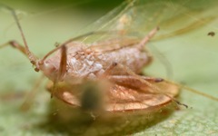 Dyscritulus