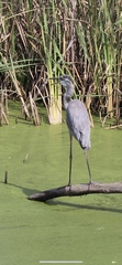 Ardea herodias