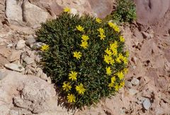 Launaea cervicornis