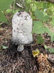 Coprinus comatus