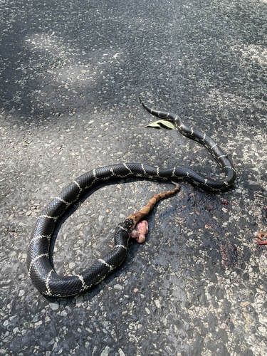 Eastern Kingsnake photographed in Virginia