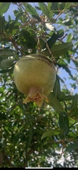 Punica granatum