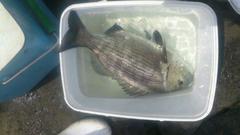 Sparodon durbanensis