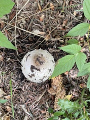 Coprinus comatus