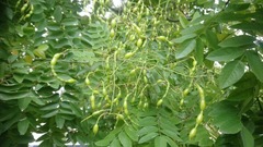 Styphnolobium