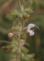 Salvia disermas