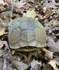 Terrapene carolina triunguis