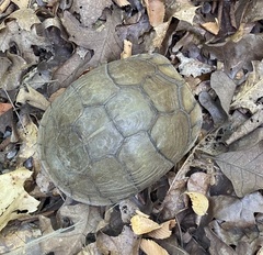 Terrapene carolina triunguis