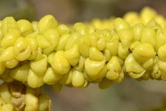 Manochlamys albicans