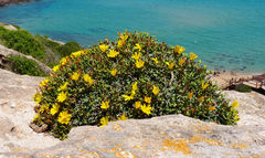 Launaea cervicornis