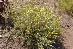 Manochlamys albicans