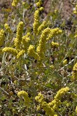 Manochlamys albicans