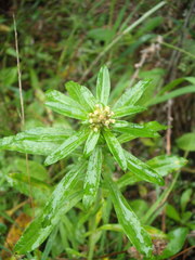 Gamochaeta simplicicaulis