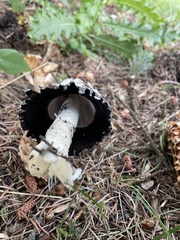 Coprinus comatus
