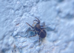 Pseudeuophrys lanigera