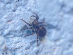 Pseudeuophrys lanigera