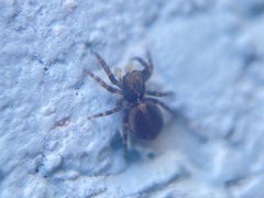 Pseudeuophrys lanigera