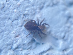 Pseudeuophrys lanigera