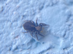 Pseudeuophrys lanigera