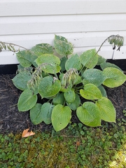 Hosta sieboldiana
