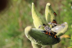 Oncopeltus fasciatus